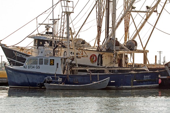 Cape May Skimmer_6525 a