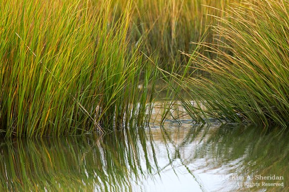 Cape May Skimmer_6731 a