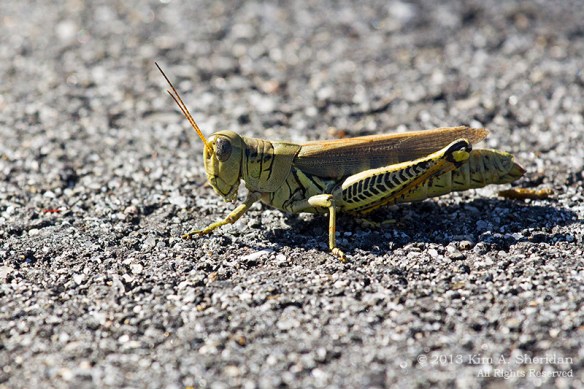 Forsythe NWR Insect_6461 a