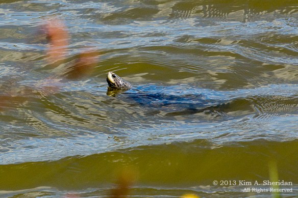 Forsythe NWR Turtles_6197 a