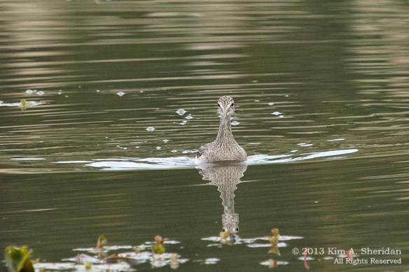 HNWR Yellowlegs_8750 a