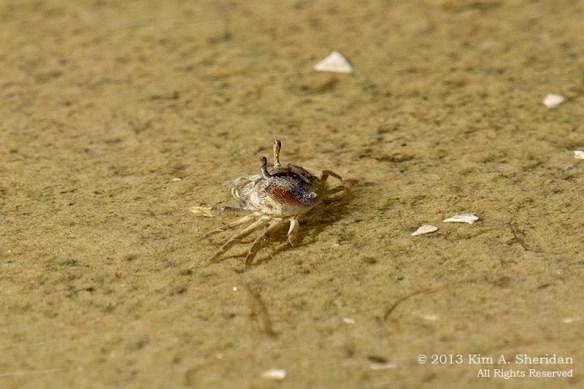 OC Corsons Fiddler Crabs_4533a