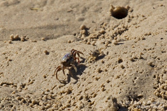 OC Corsons Fiddler Crabs_4621a