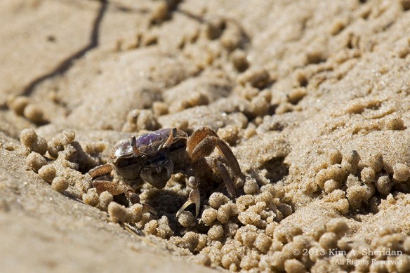 OC Corsons Fiddler Crabs_4642a