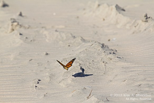 OC Corsons Inlet_4753 a