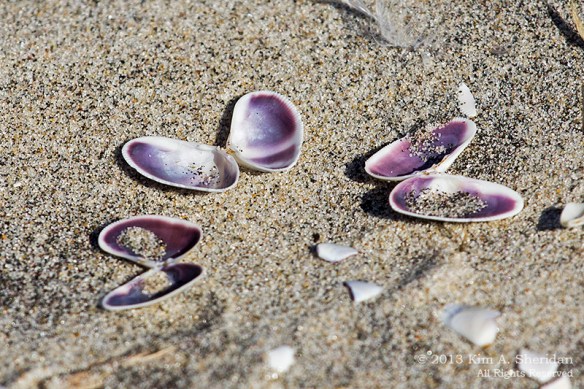 OC Corsons Inlet_4773 a