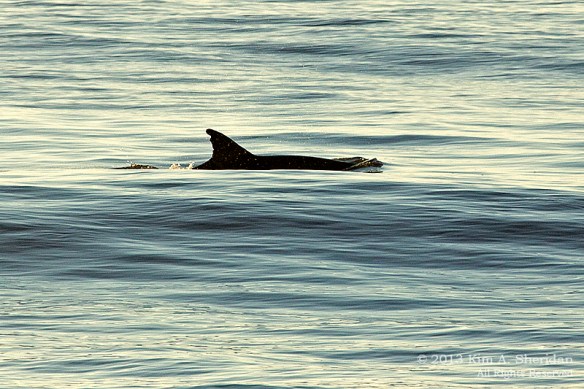 OC Dolphins_3670 a