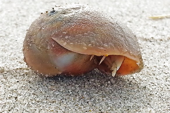 OC Hermit Crab_092723