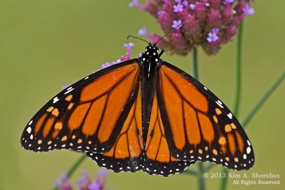 Stone Harbor Wetlands Institute_2764 a