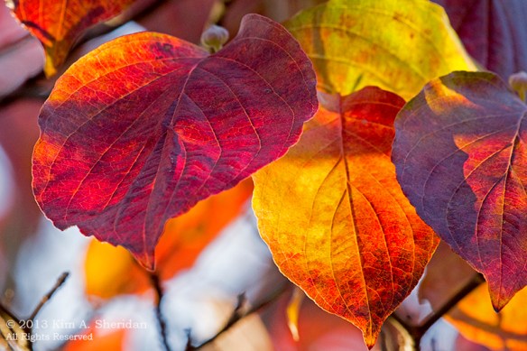 Autumn at Home_0153a