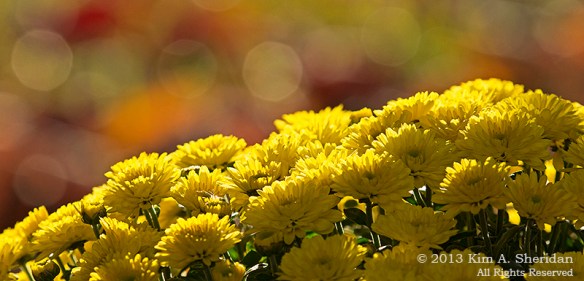 Autumn at Home_0332a