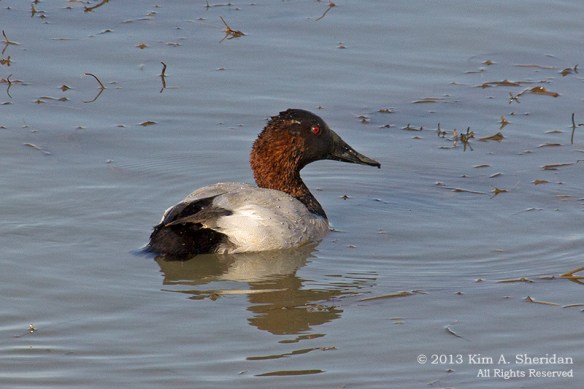 Cedar Hill State Park_6087a