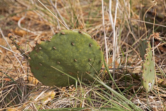 Cedar Hill State Park_6234a