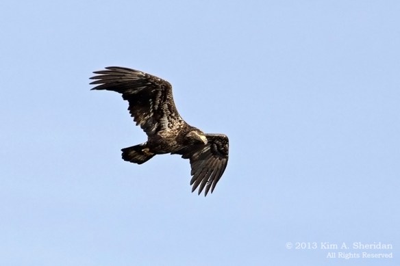 Conowingo Eagle_3877a