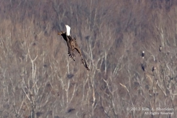 Conowingo Eagle_4094a