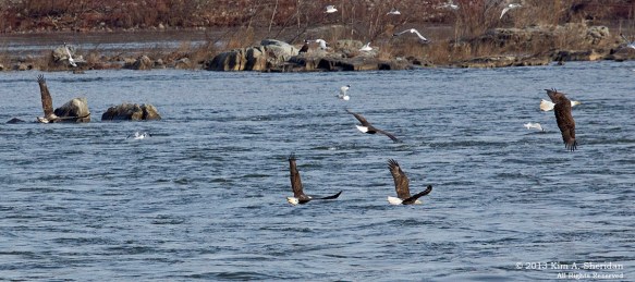 Conowingo Eagle_4112a