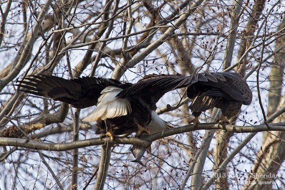 Conowingo Eagle_4136a