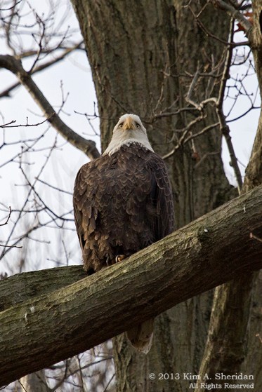 Conowingo Eagle_4440a