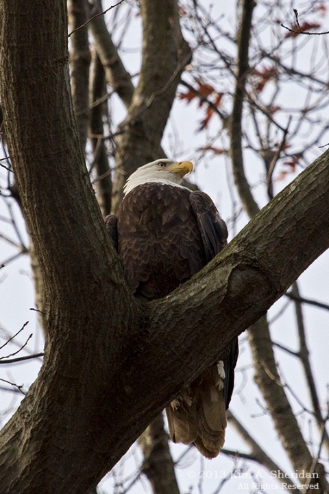 Conowingo Eagle_4490a