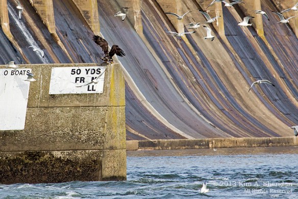 Conowingo Eagle_4590a