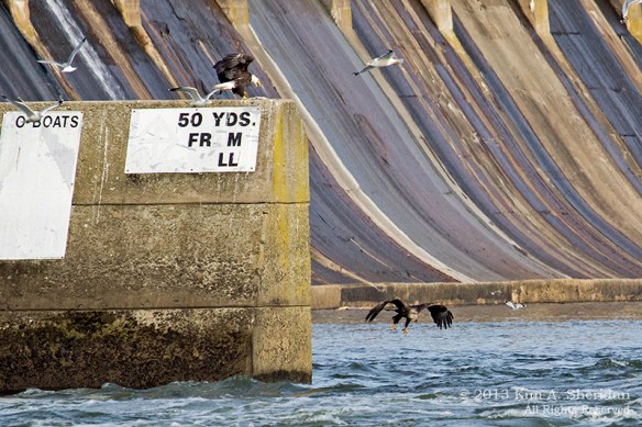 Conowingo Eagle_4595a