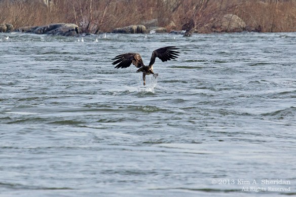 Conowingo Eagle_4615a