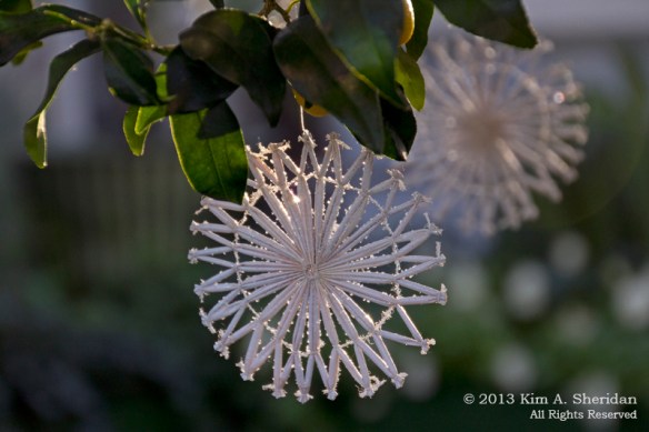 Longwood Xmas Crop_4927 ACS Print