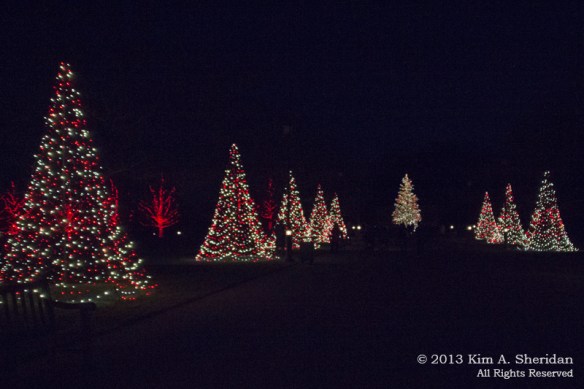 Longwood Xmas Crop_5156 ACS Orig
