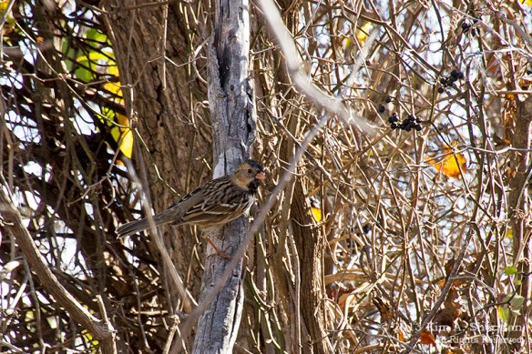 Trinity River AC_5304a