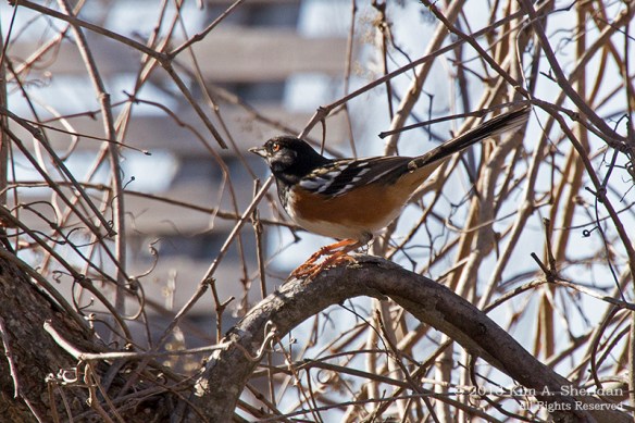 Trinity River AC_5349a