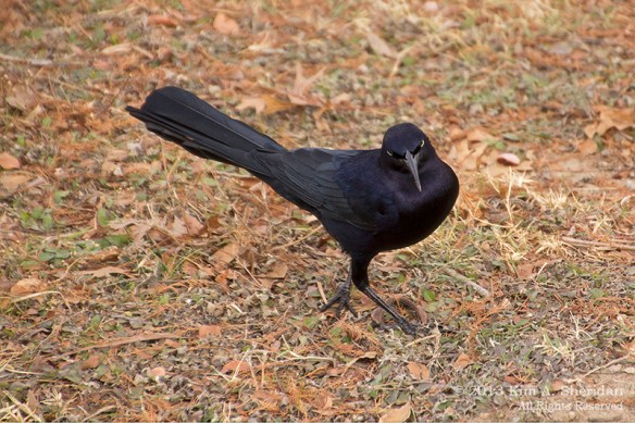 White Rock Lake Birds_5593a