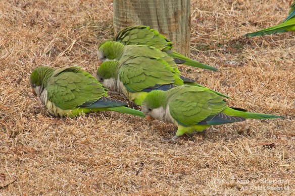 White Rock Lake_6857a