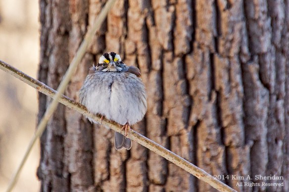 Birds at RCSP In Snow_0527a