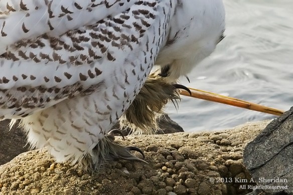 Forsythe Snowy Owl_5182a