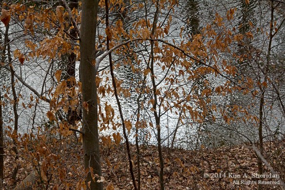 Ridley Creek Geocaching_9489acs