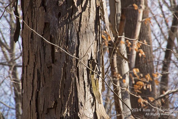 Ridley Creek Geocaching_9649acs