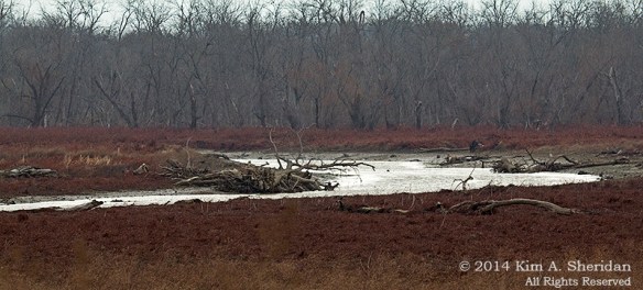 TX Hagerman NWR_6017a