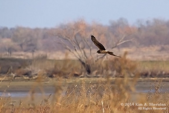 TX Hagerman NWR_6310acs