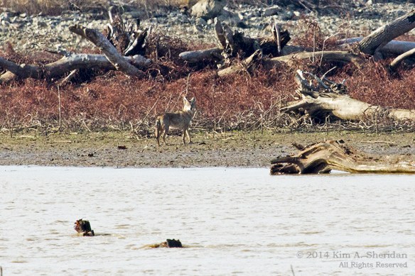 TX Hagerman NWR_6514a