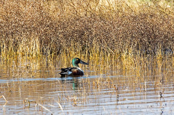TX Hagerman NWR_6673acs