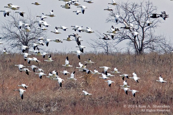 TX HagermanSnow Geese_6340a
