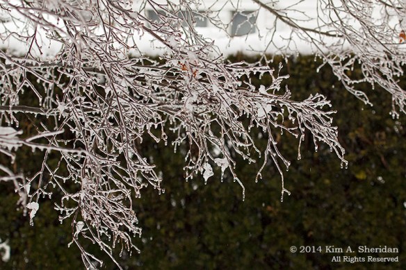 Ice Storm_ 1455acs