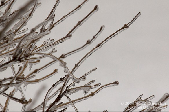 Ice Storm_ 1471acs