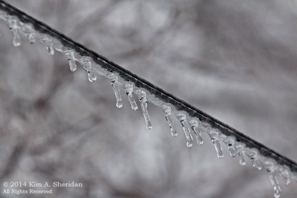 Ice Storm_ 1484a