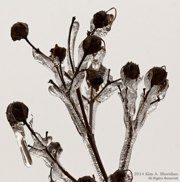 Ice Storm_ 1490a