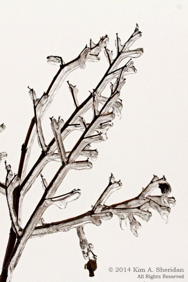 Ice Storm_ 1493acs