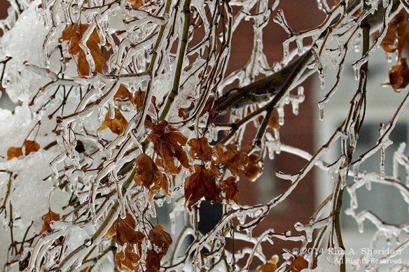 Ice Storm_ 1523a