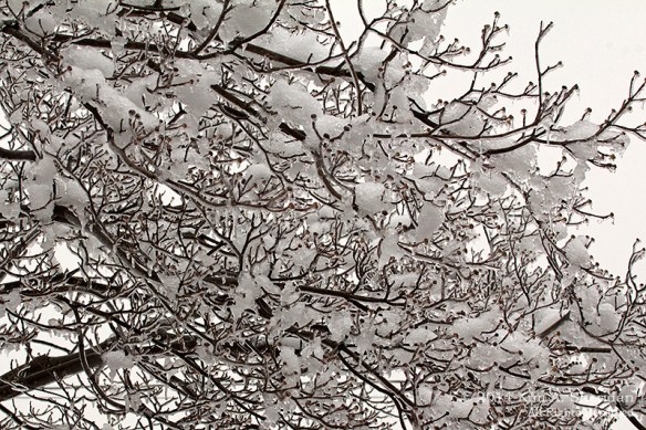 Ice Storm_ 1533acs