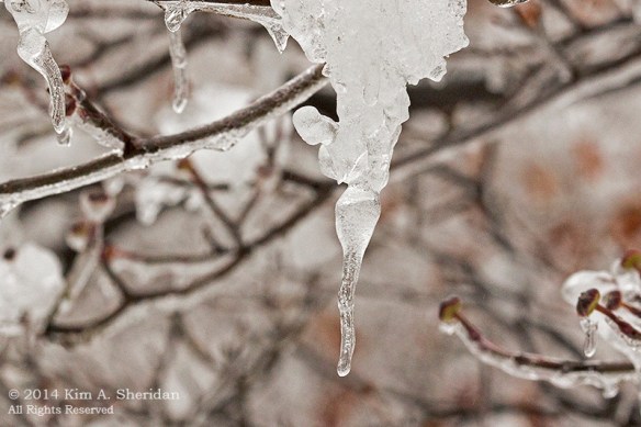 Ice Storm_ 1539a