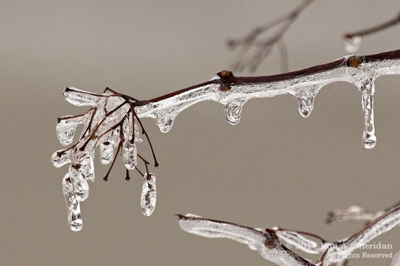 Ice Storm_ 1556a